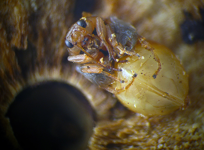 Cynipidae: Andricus kollari